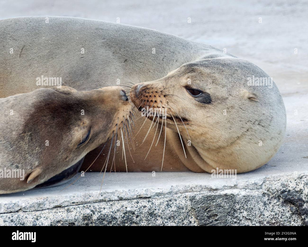 Gal pagos Sea Lion Gal pagos Seel we Otarie Des Gal pagos Zalophus 