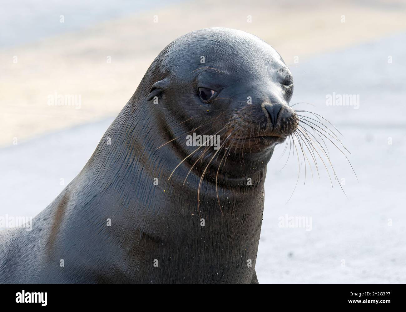 Gal pagos Sea Lion Gal pagos Seel we Otarie Des Gal pagos Zalophus 