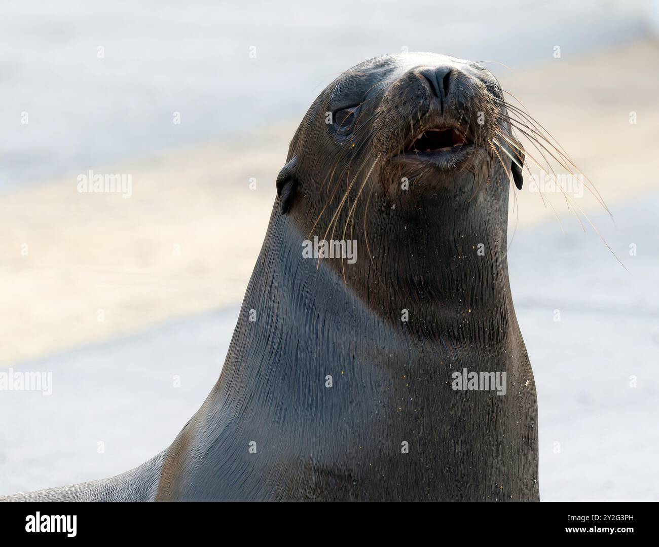 Gal pagos Sea Lion Gal pagos Seel we Otarie Des Gal pagos Zalophus 