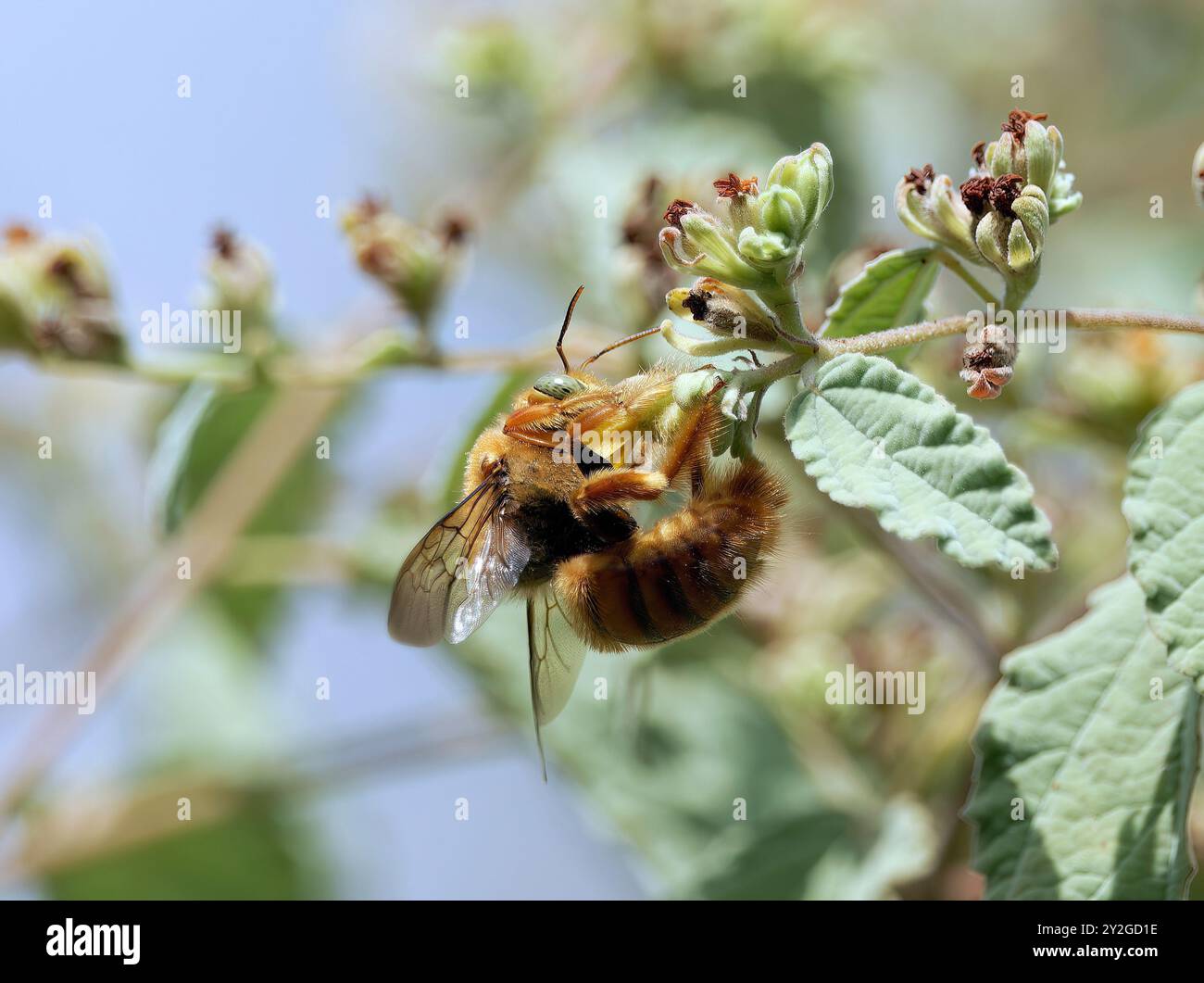 Galápagos carpenter bee, Abeille charpentière des Galapagos, Xylocopa darwini, galápagosi ácsméh, Santa Cruz Island, Galápagos, Ecuador, South America Stock Photo