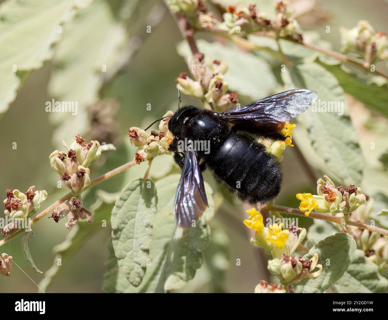 Galápagos carpenter bee, Abeille charpentière des Galapagos, Xylocopa darwini, galápagosi ácsméh, Santa Cruz Island, Galápagos, Ecuador, South America Stock Photo