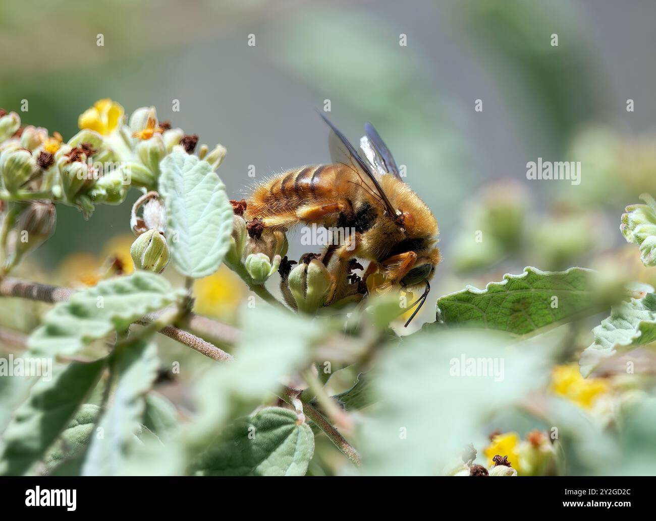 Galápagos carpenter bee, Abeille charpentière des Galapagos, Xylocopa darwini, galápagosi ácsméh, Santa Cruz Island, Galápagos, Ecuador, South America Stock Photo