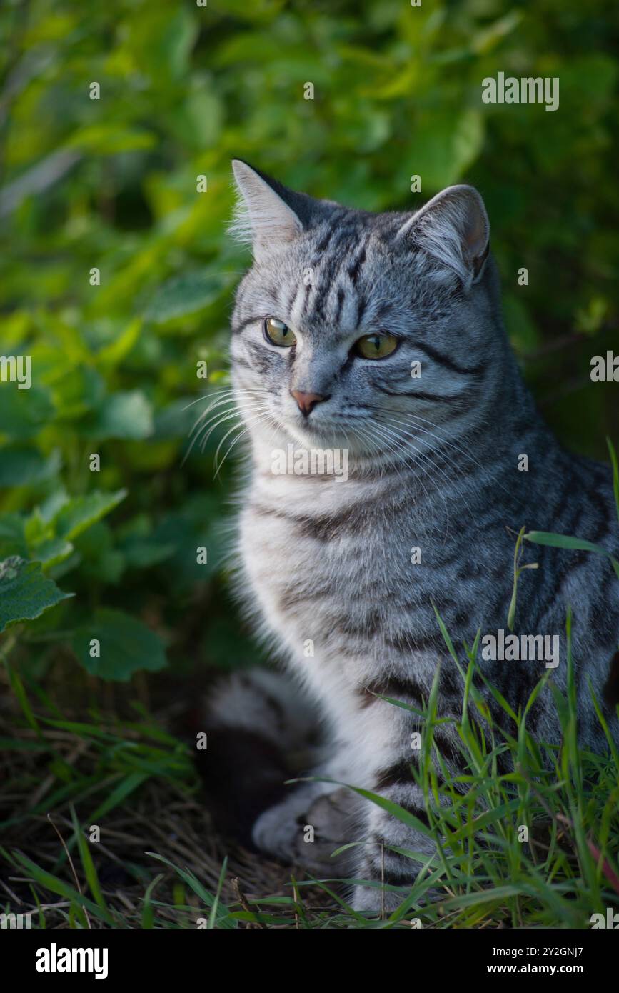 Alamy Grey Striped Cat With Green Eyes Blue Eyes Light Grey