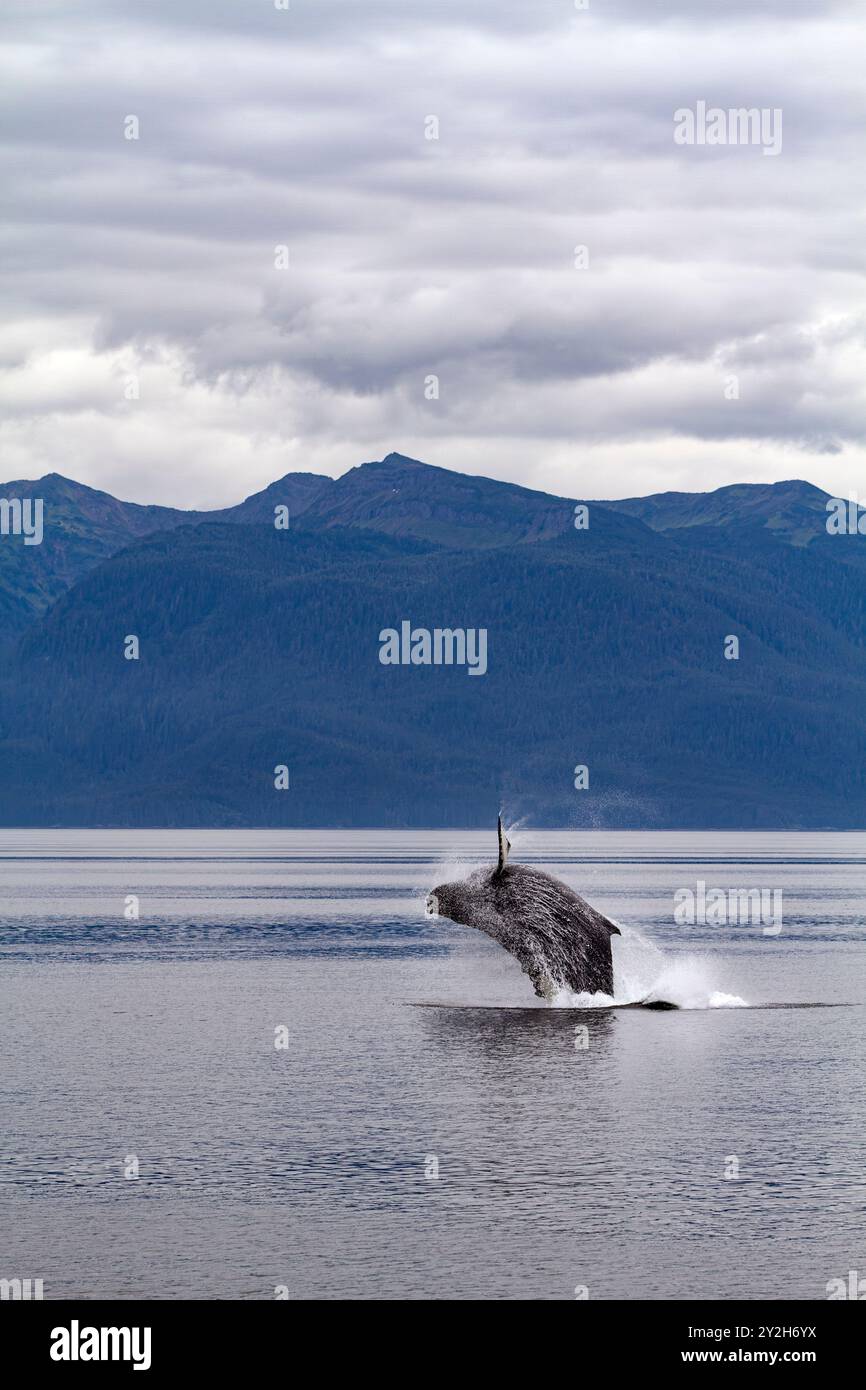 Adult humpback whale (Megaptera novaeangliae) breach near Tenakee Inlet, Southeast Alaska, USA. Pacific Ocean. Stock Photo