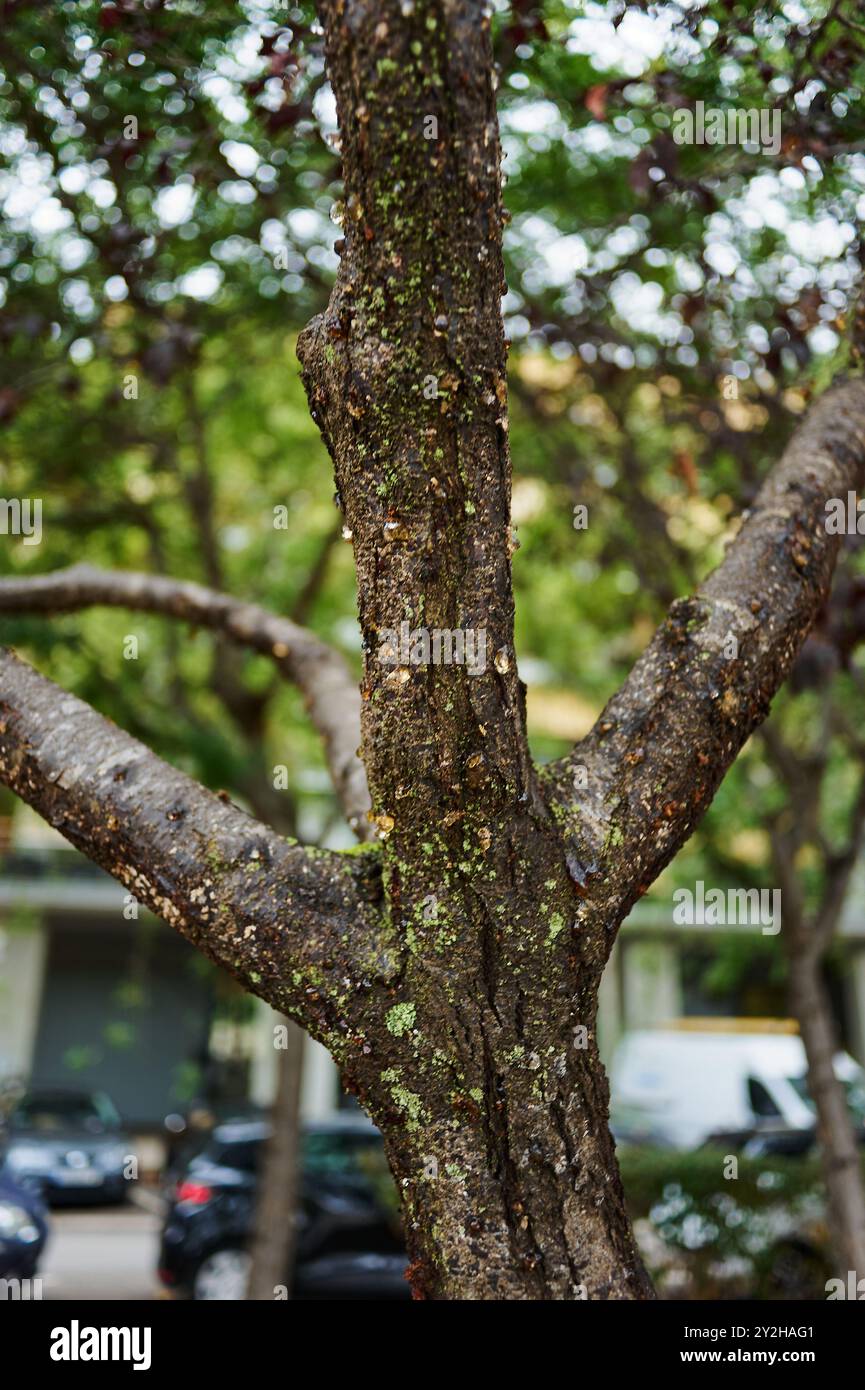 Resom Tree Tree resin uses hi-res stock photography and images - Alamy