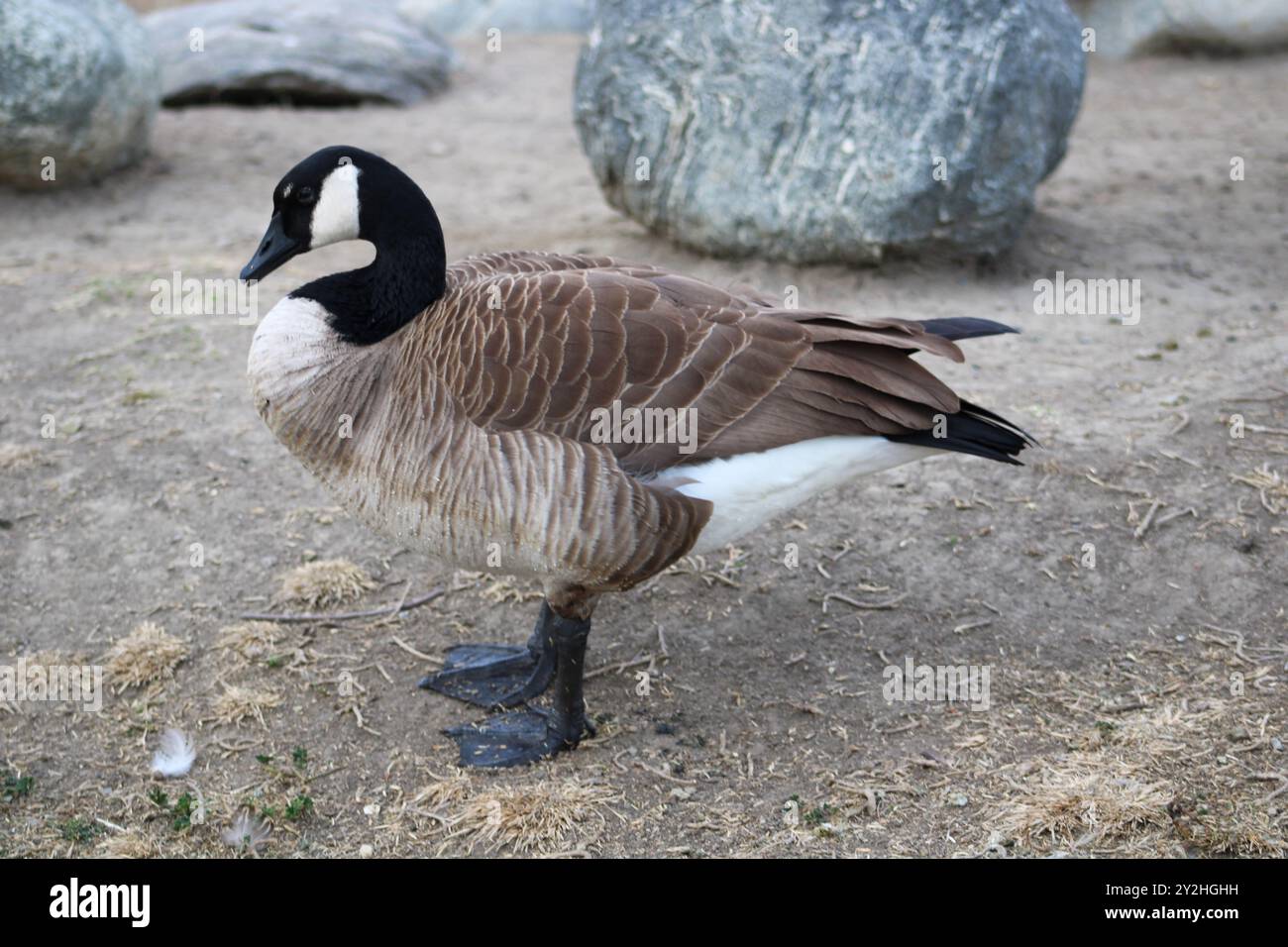 Canada Goose Near Me Habitat and Behavior