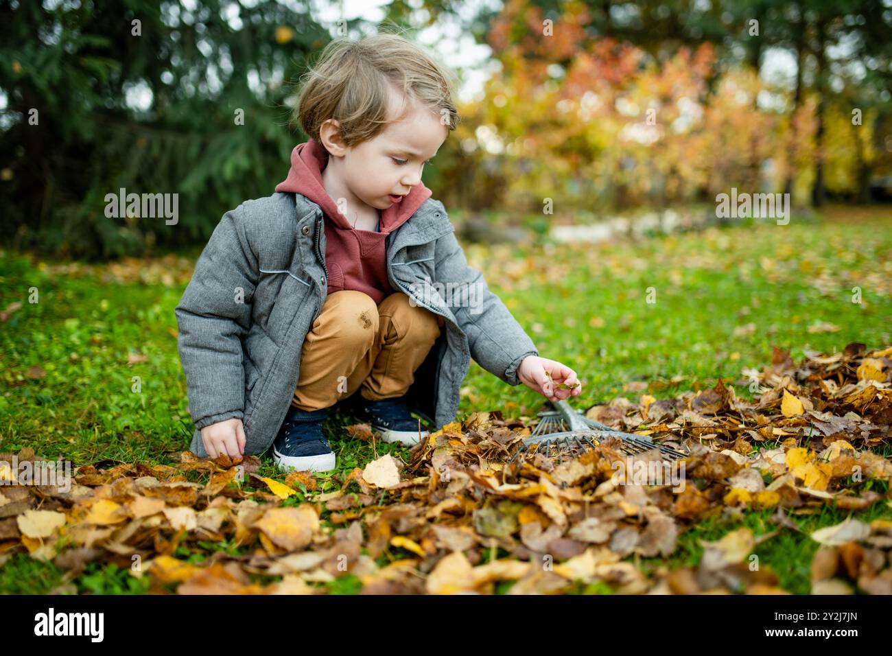 Cute little boy playing with a garden rake on late autumn day. Three ...