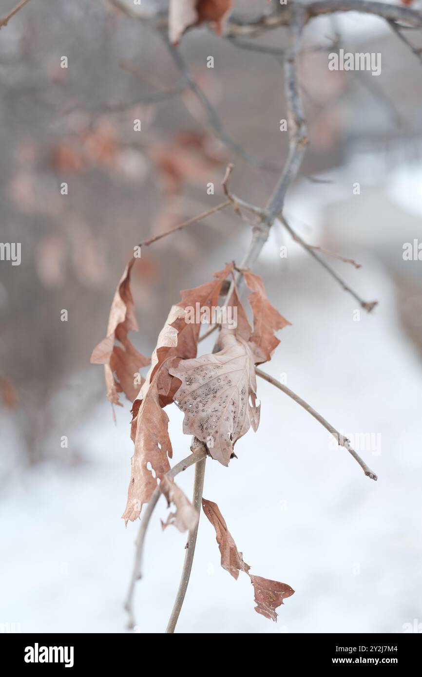 Leaves on a tree branch during the fall winter time in Ann Arbor 