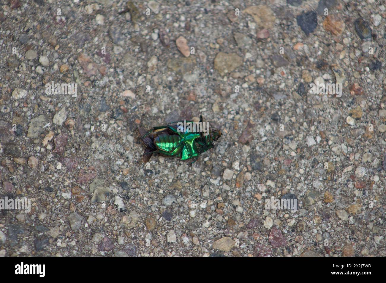 Dead Green June Beetle with fly on it decomposing Stock Photo - Alamy