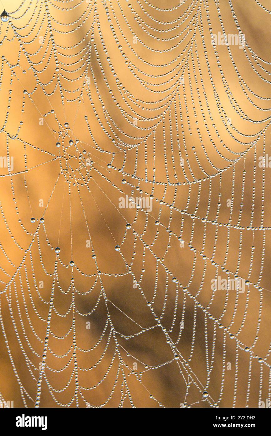 Spider web with dew drops Stock Photo