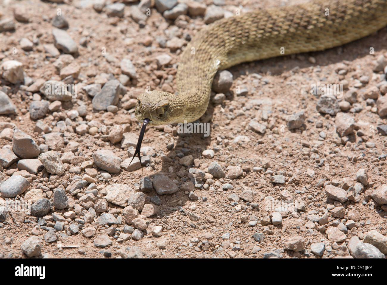 Distinctive blotch pattern down back marks Prairie Rattlesnake (Crotalus viridis). Snake senses air with tongue as it crawls across a gravel road. Stock Photo