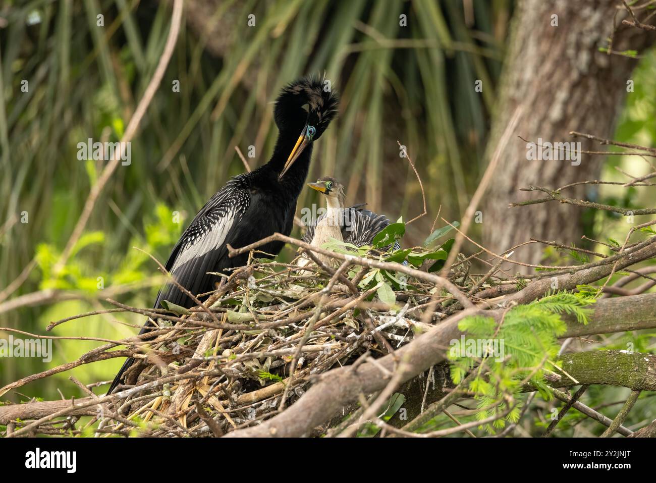 A anhinga male and female nesting Stock Photo - Alamy