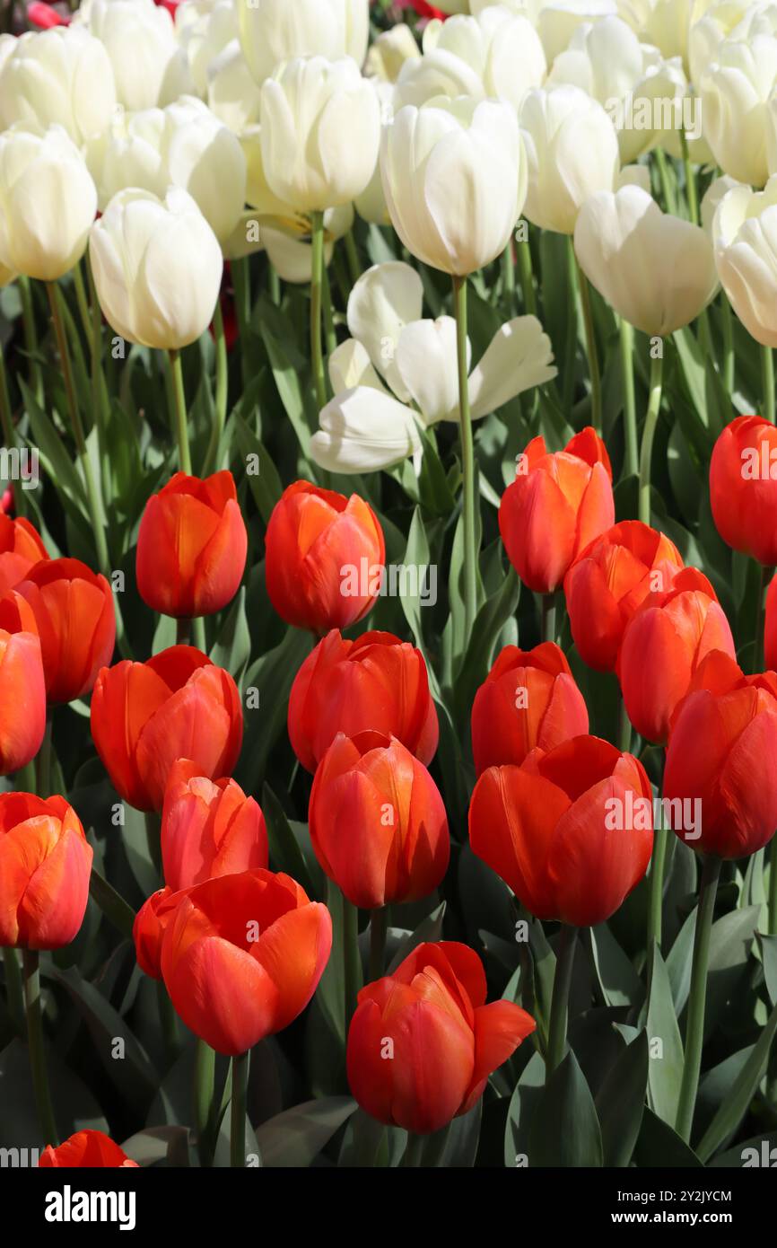 A vibrant array of red and white tulips, a breathtaking display of ...