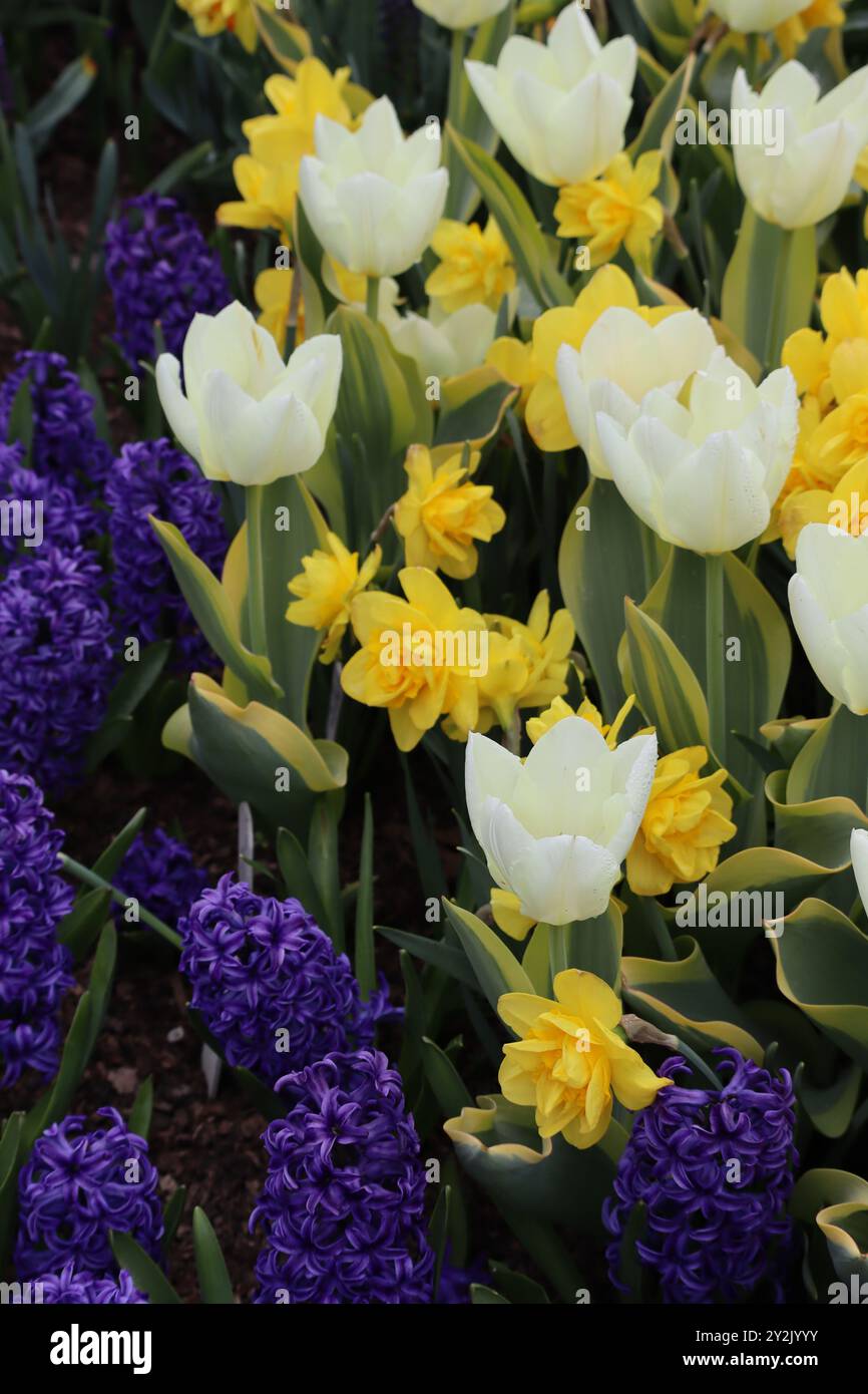 A vibrant garden bed filled with blooming flowers. Prominent are clusters of white tulips, bright yellow daffodils, and deep purple hyacinths. Stock Photo