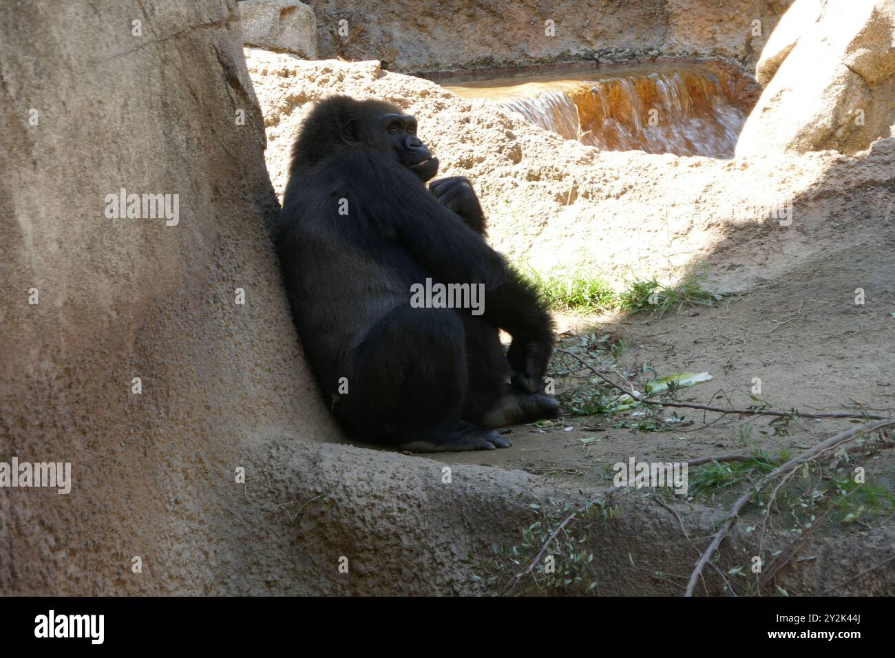 Los Angeles, California, USA 9th September 2024 Western Lowland Gorilla ...