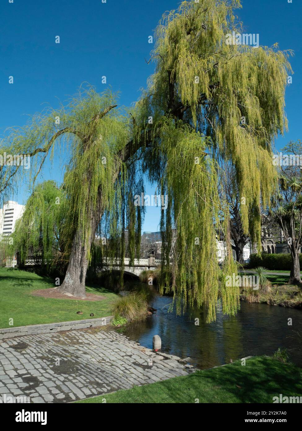 Weeping Willow tree on the bank of the Avon River in Victoria Square, Christchurch, New Zealand, Aotearoa. Stock Photo