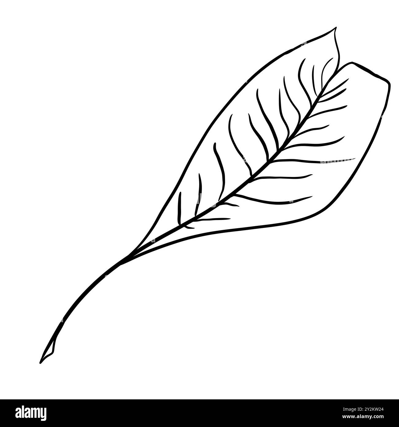 Black and white bird feather illustration, simple digital style Stock ...