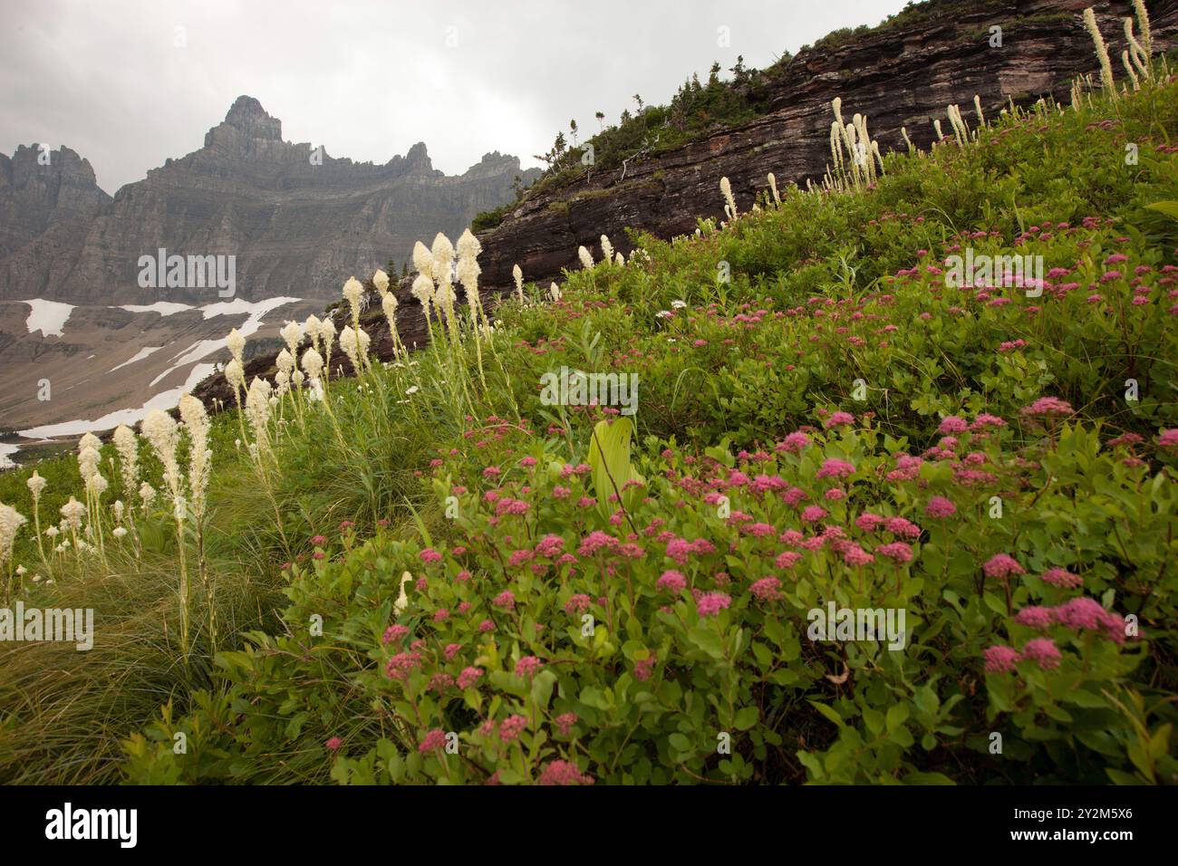 Alpine wildflowers, Glacier National Park, Montana, USA Stock Photo - Alamy