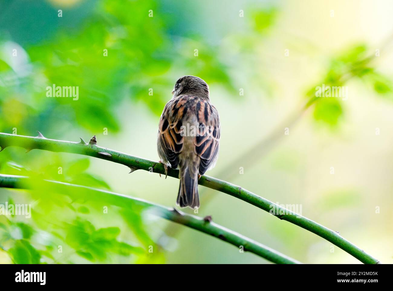 Portrait of a sparrow. Bird sitting on a branch against a green background in nature. Passeridae. Stock Photo