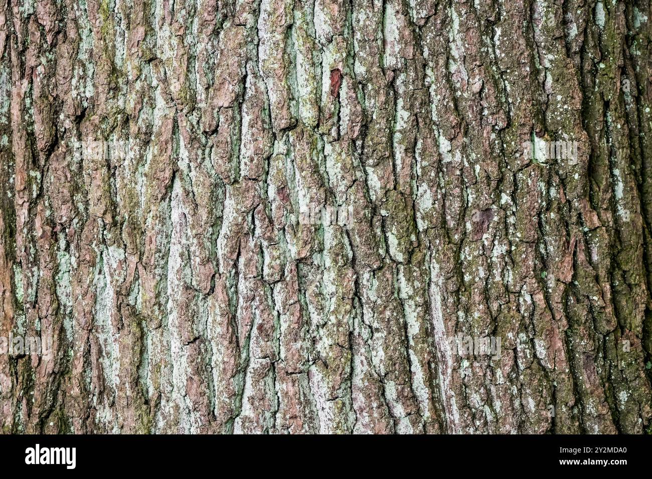 Oak tree nature background hi-res stock photography and images - Alamy