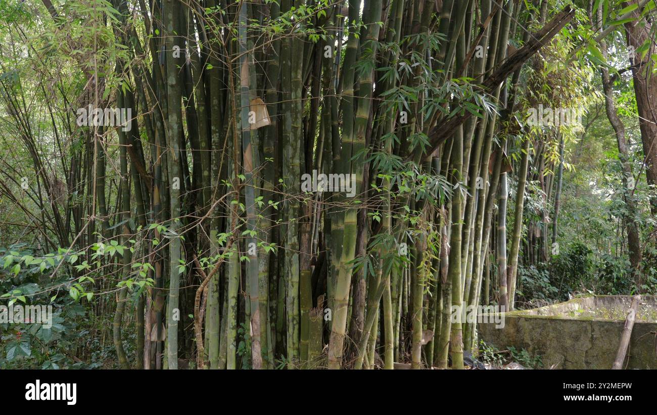 Dense Bamboo Forest with Sunlight Filtering Through Leaves Stock Photo ...