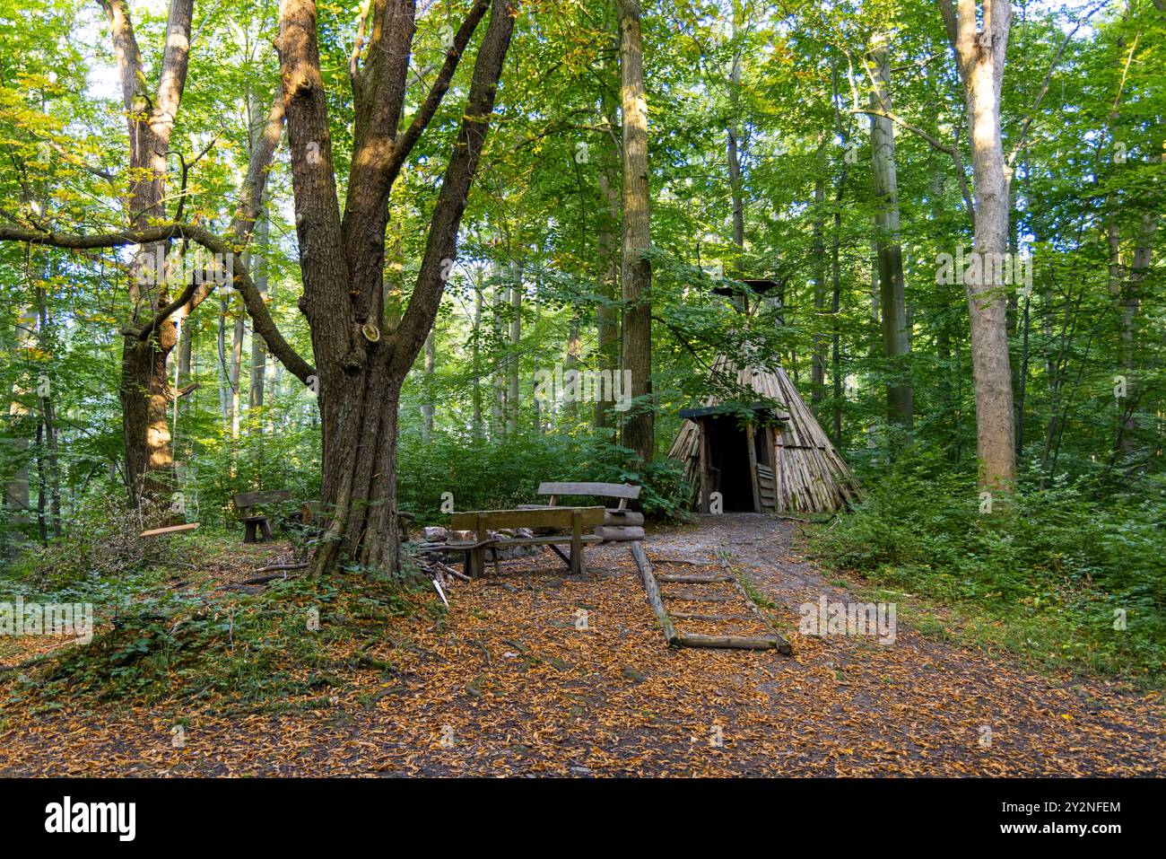 Schutzhutte im wald hi-res stock photography and images - Alamy