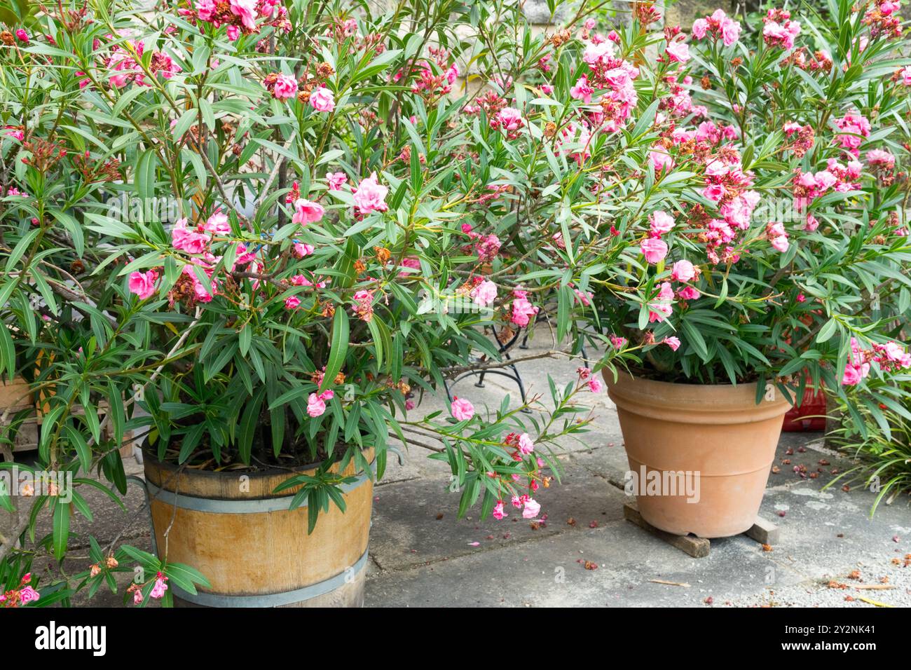 Potted oleander plants with vibrant pink flowers placed outdoors on a sunny day in terracotta and wooden container pots, summering plants Stock Photo