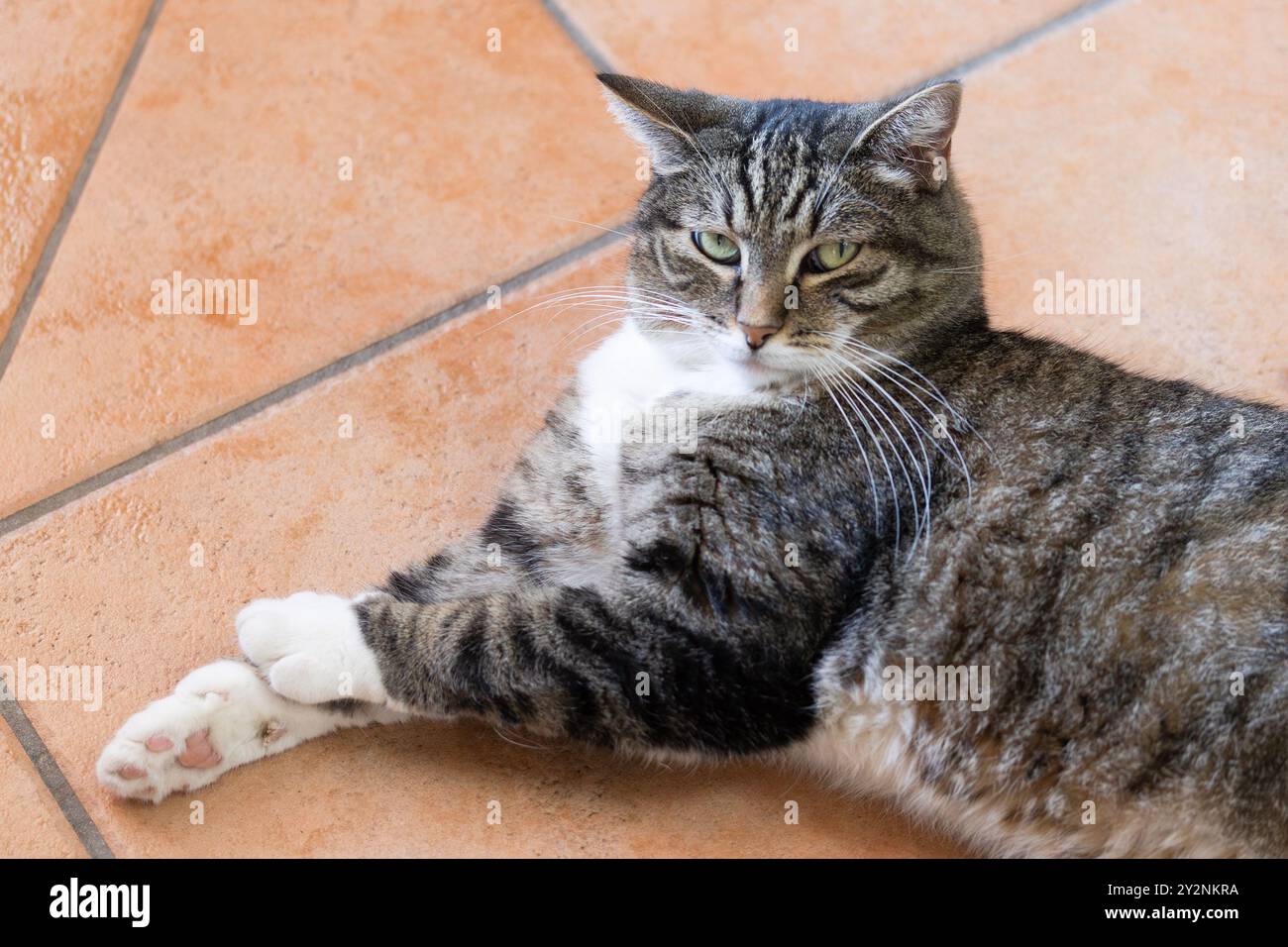 tabby cat lying on the floor of a house Stock Photo