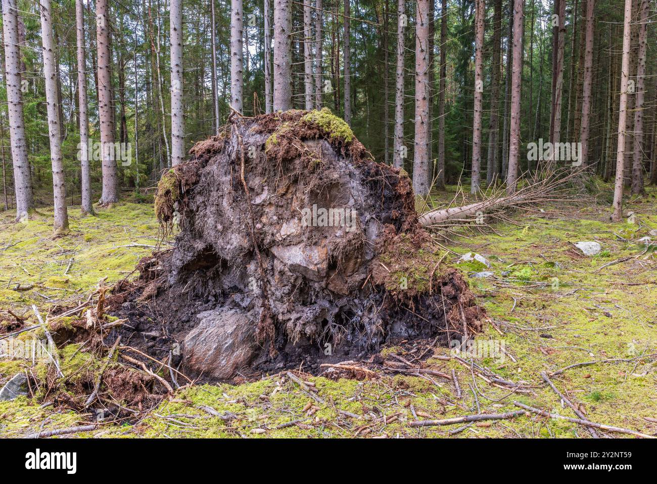 Windthrow in a spruce forest Stock Photo
