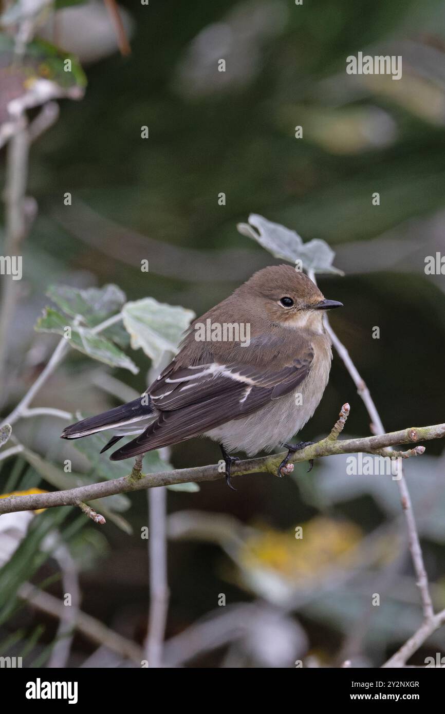 Pied Flycatcher (Ficedula hypoleuca) Norfolk September 2024 Stock Photo