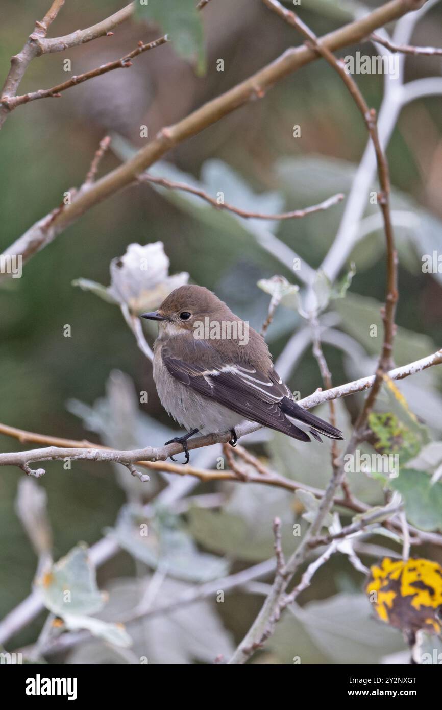 Pied Flycatcher (Ficedula hypoleuca) Norfolk September 2024 Stock Photo