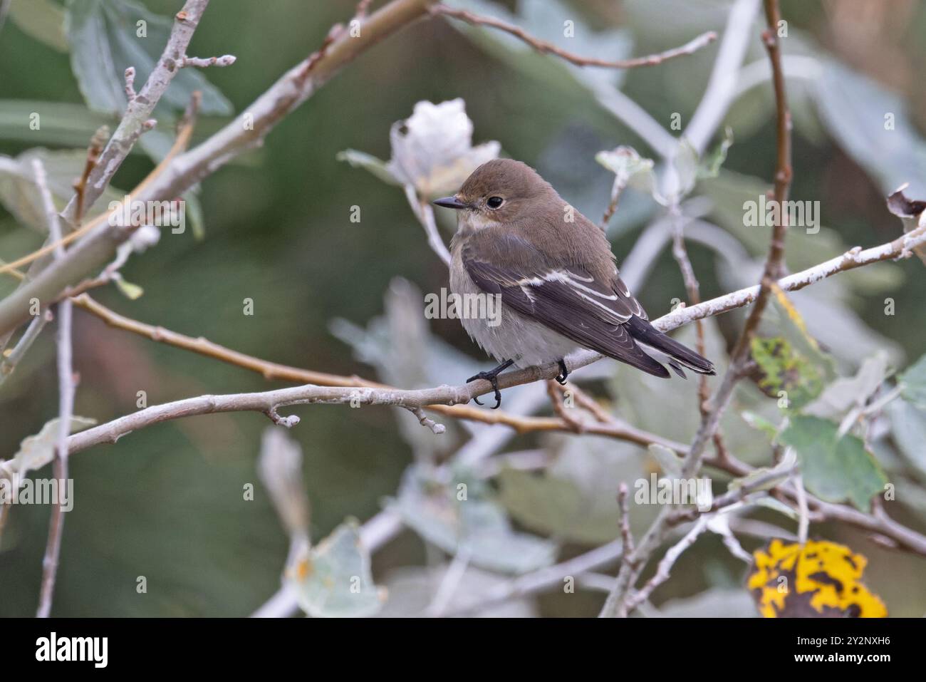 Pied Flycatcher (Ficedula hypoleuca) Norfolk September 2024 Stock Photo