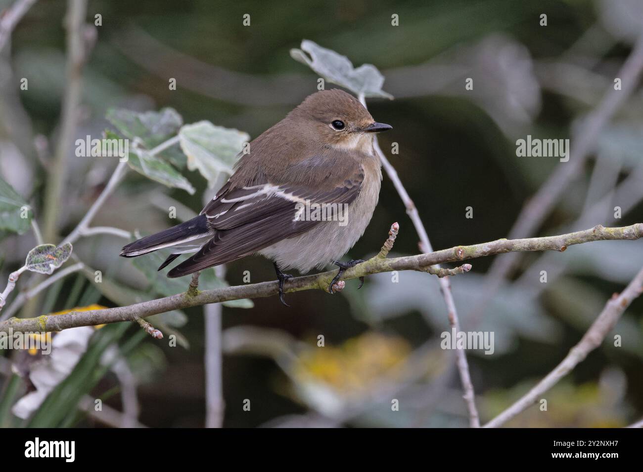 Pied Flycatcher (Ficedula hypoleuca) Norfolk September 2024 Stock Photo