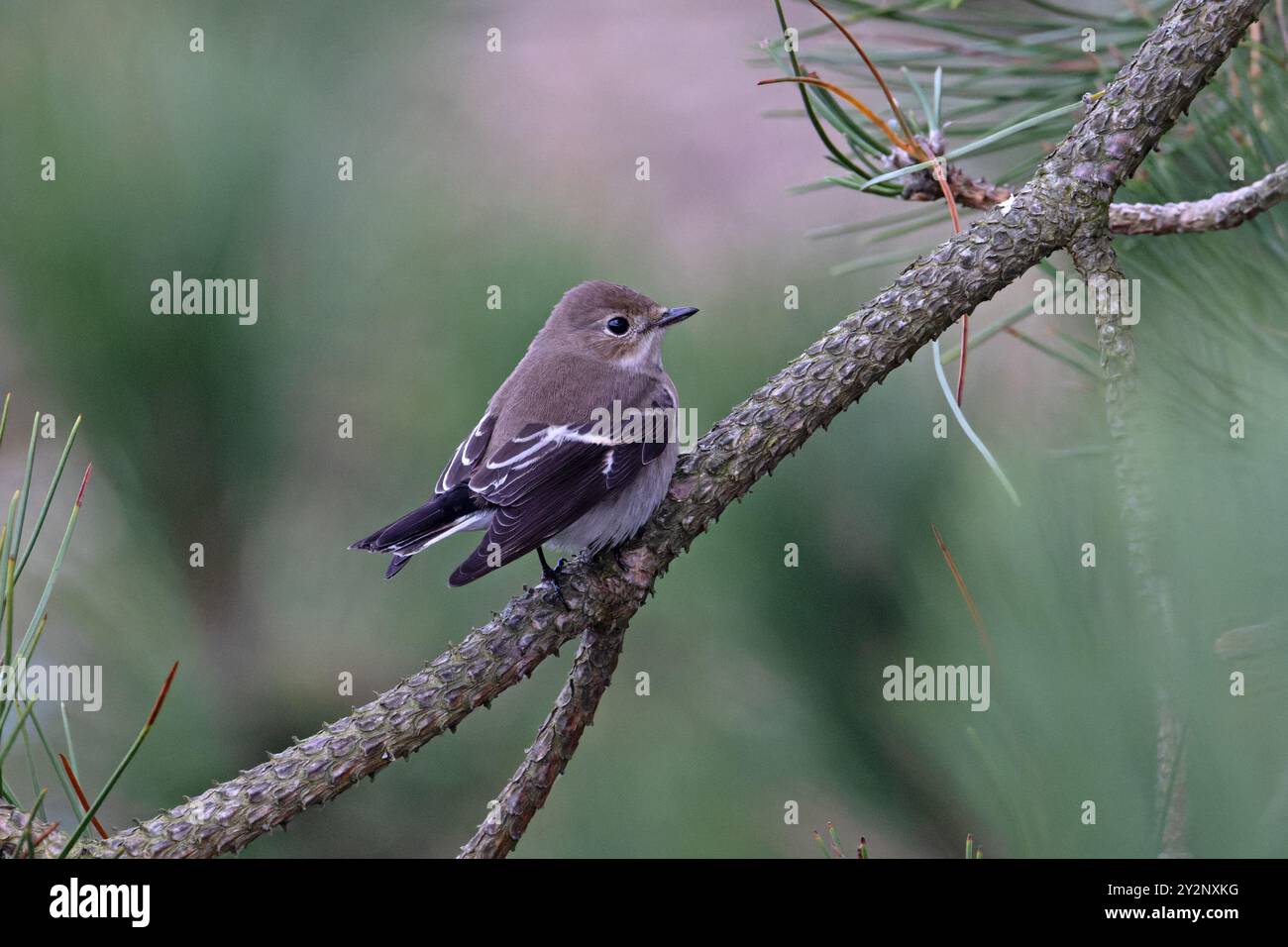 Pied Flycatcher (Ficedula hypoleuca) Norfolk September 2024 Stock Photo