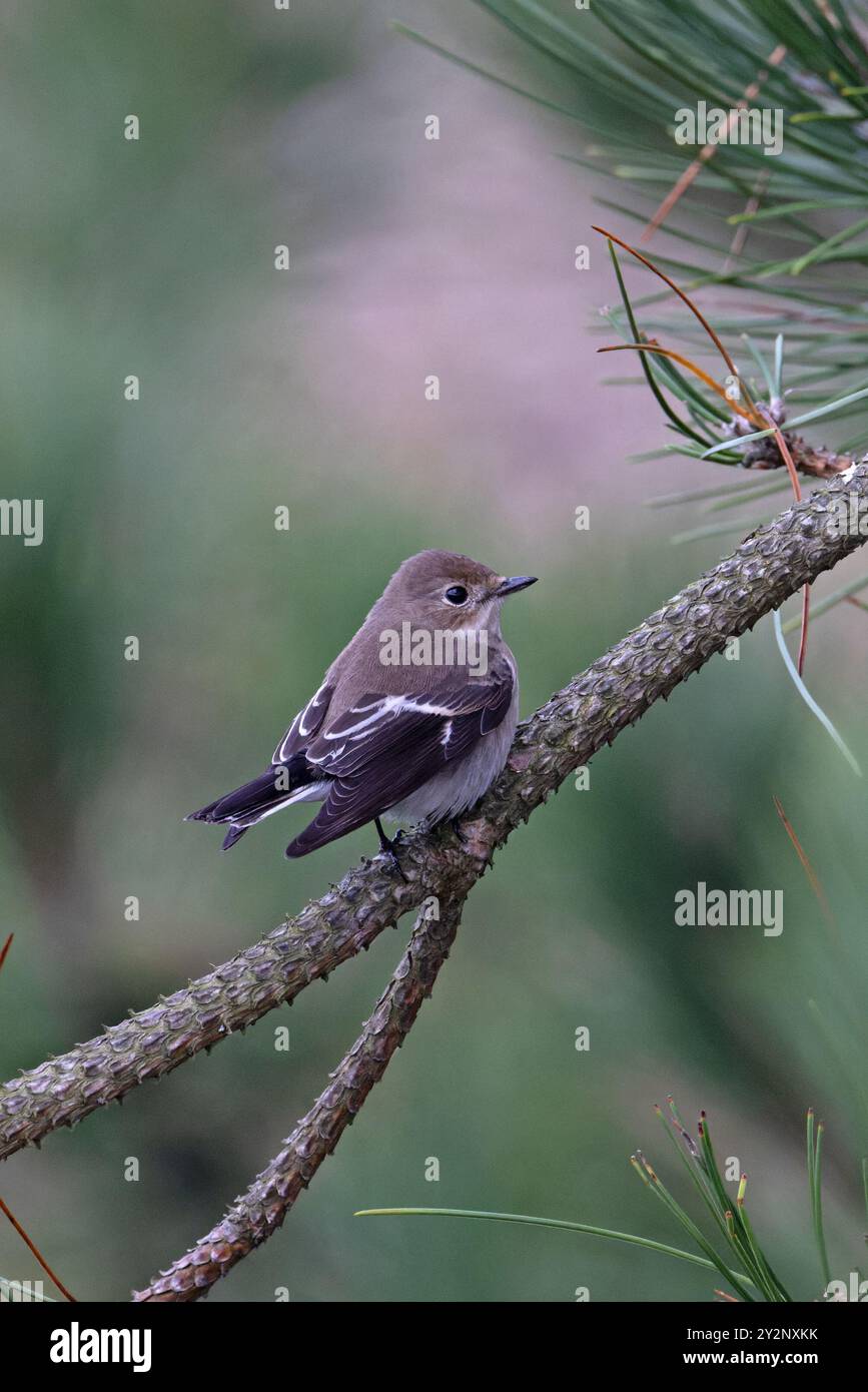 Pied Flycatcher (Ficedula hypoleuca) Norfolk September 2024 Stock Photo
