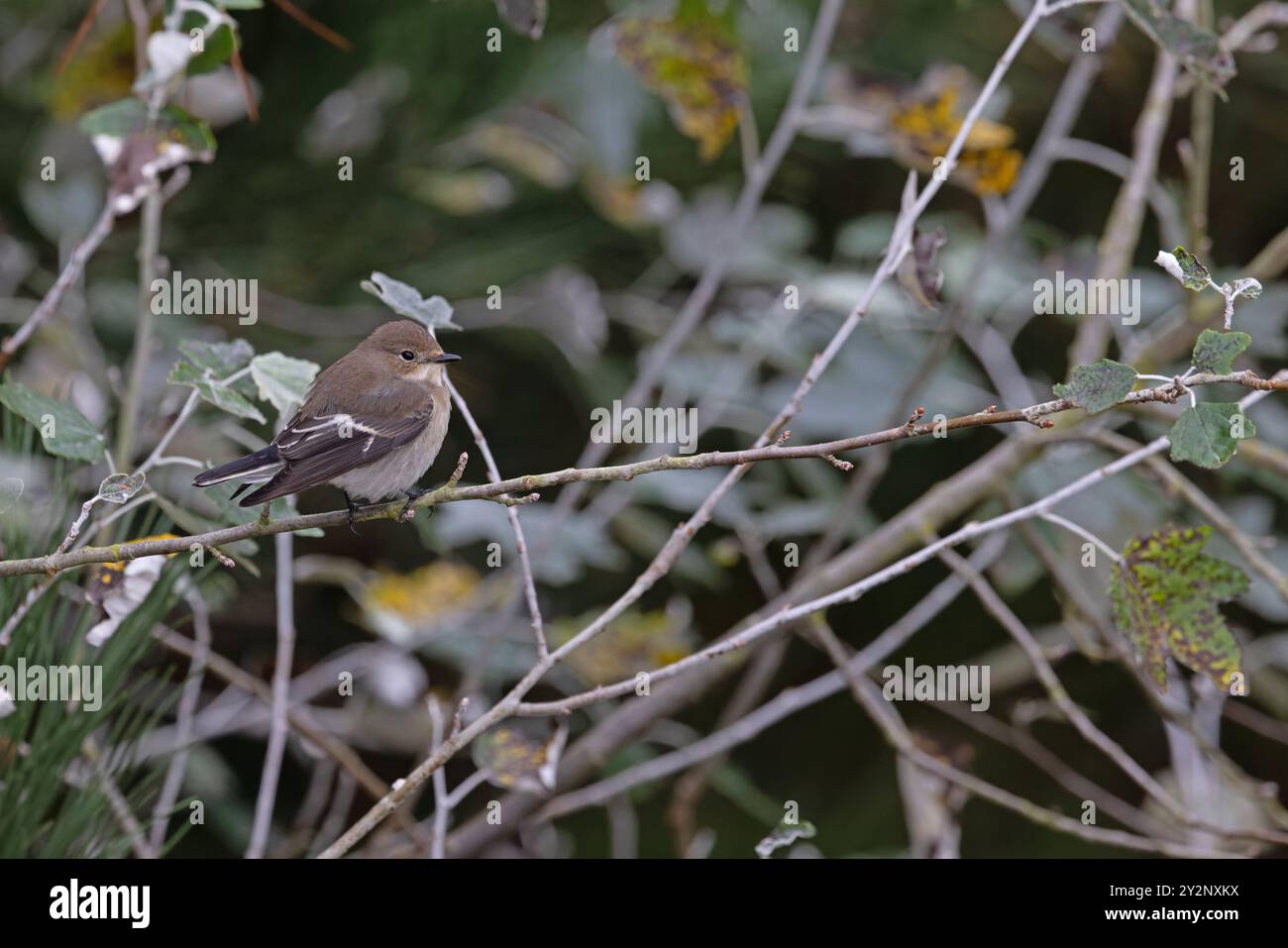 Pied Flycatcher (Ficedula hypoleuca) Norfolk September 2024 Stock Photo