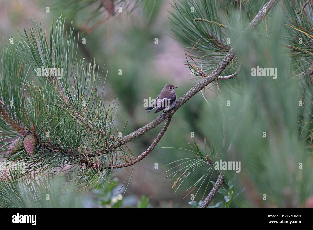 Pied Flycatcher (Ficedula hypoleuca) Norfolk September 2024 Stock Photo