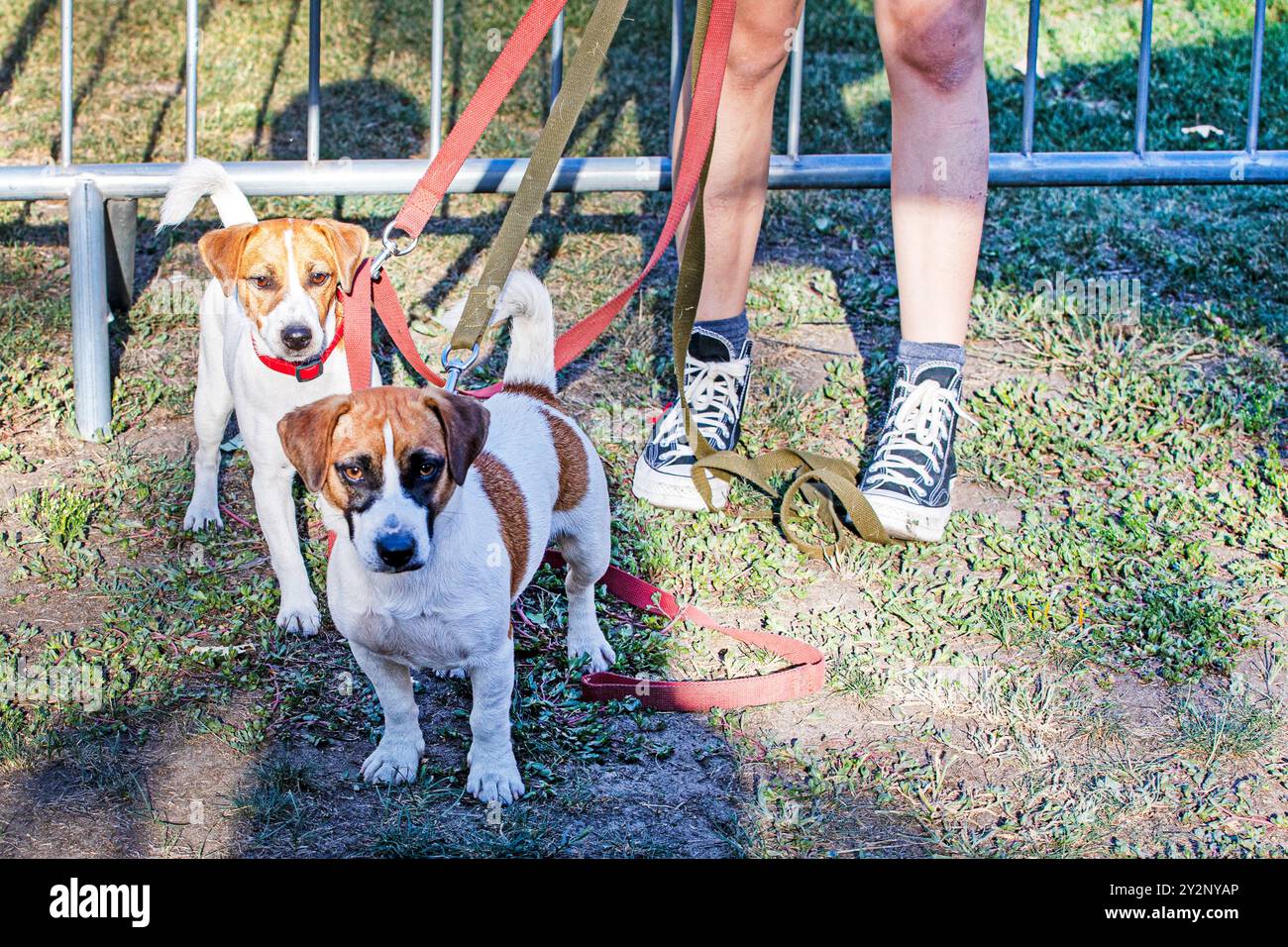 Best Apartment Dog Breeds: 7 Top Picks for Small Spaces