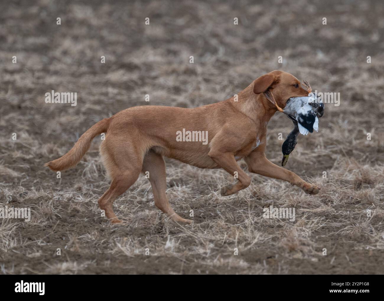 Fox Red Labrador Retriever Gundog Stock Photo - Alamy
