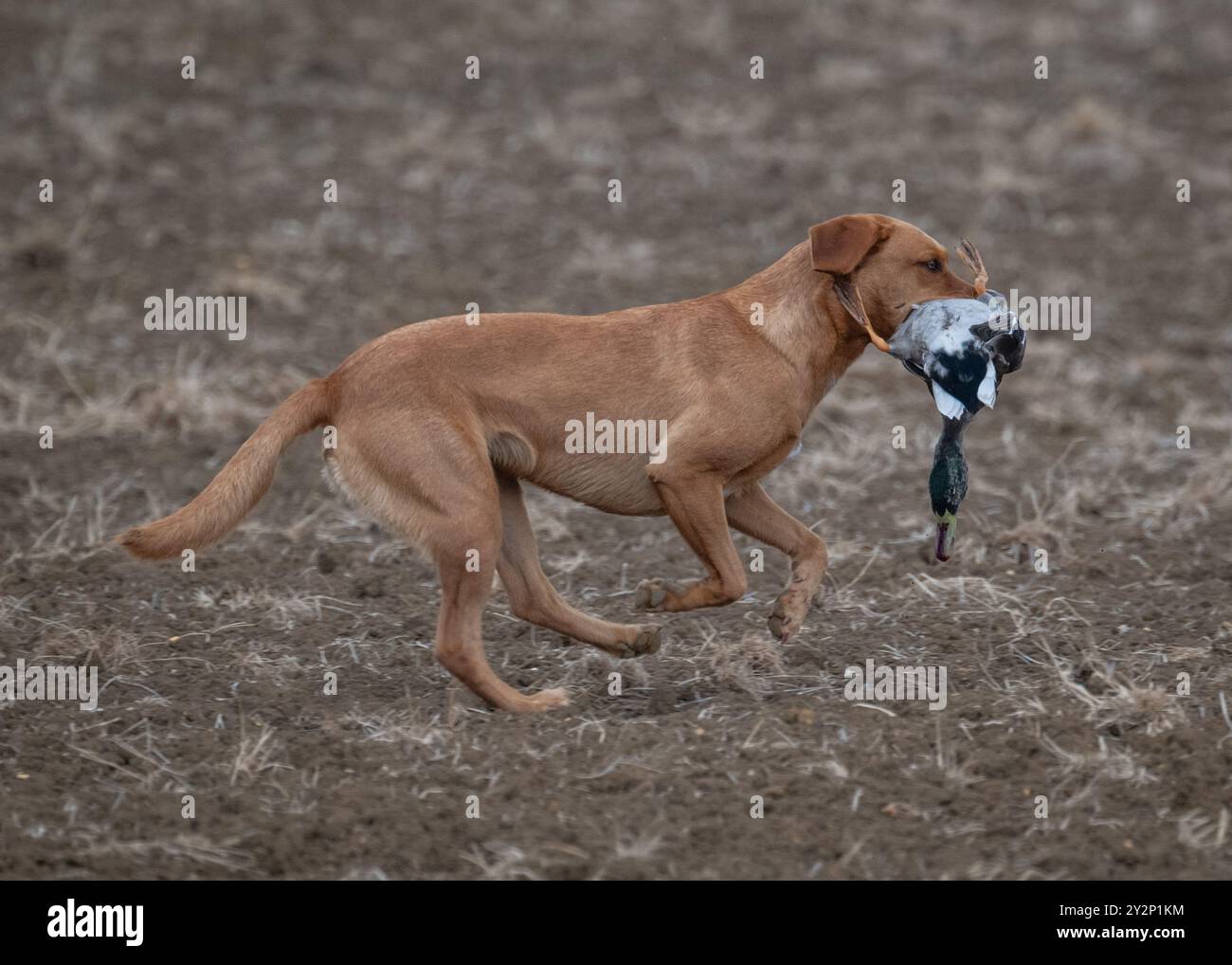Fox Red Labrador Retriever Gundog Stock Photo - Alamy