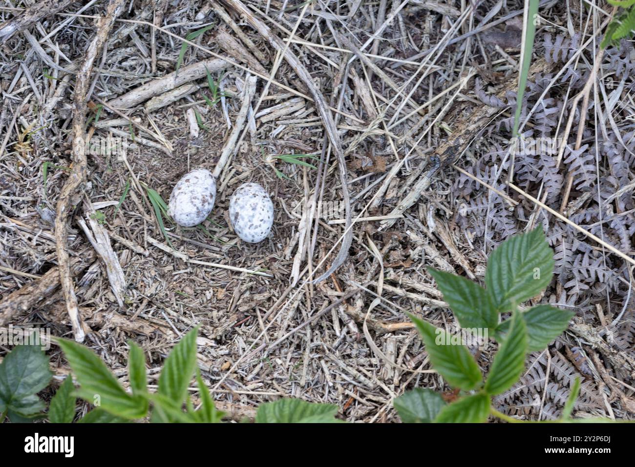 Eurasian Nightjar Caprimulgus Europaeus Forest Of Dean Nest And Eggs eurasian-nightjar-caprimulgus-europaeus-forest-of-dean-nest-and-eggs