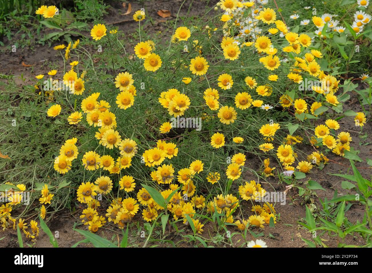Pharmacy chamomile in meadow. Yellow floral background. Romantic blooming flowers. Cottage garden. Stock Photo