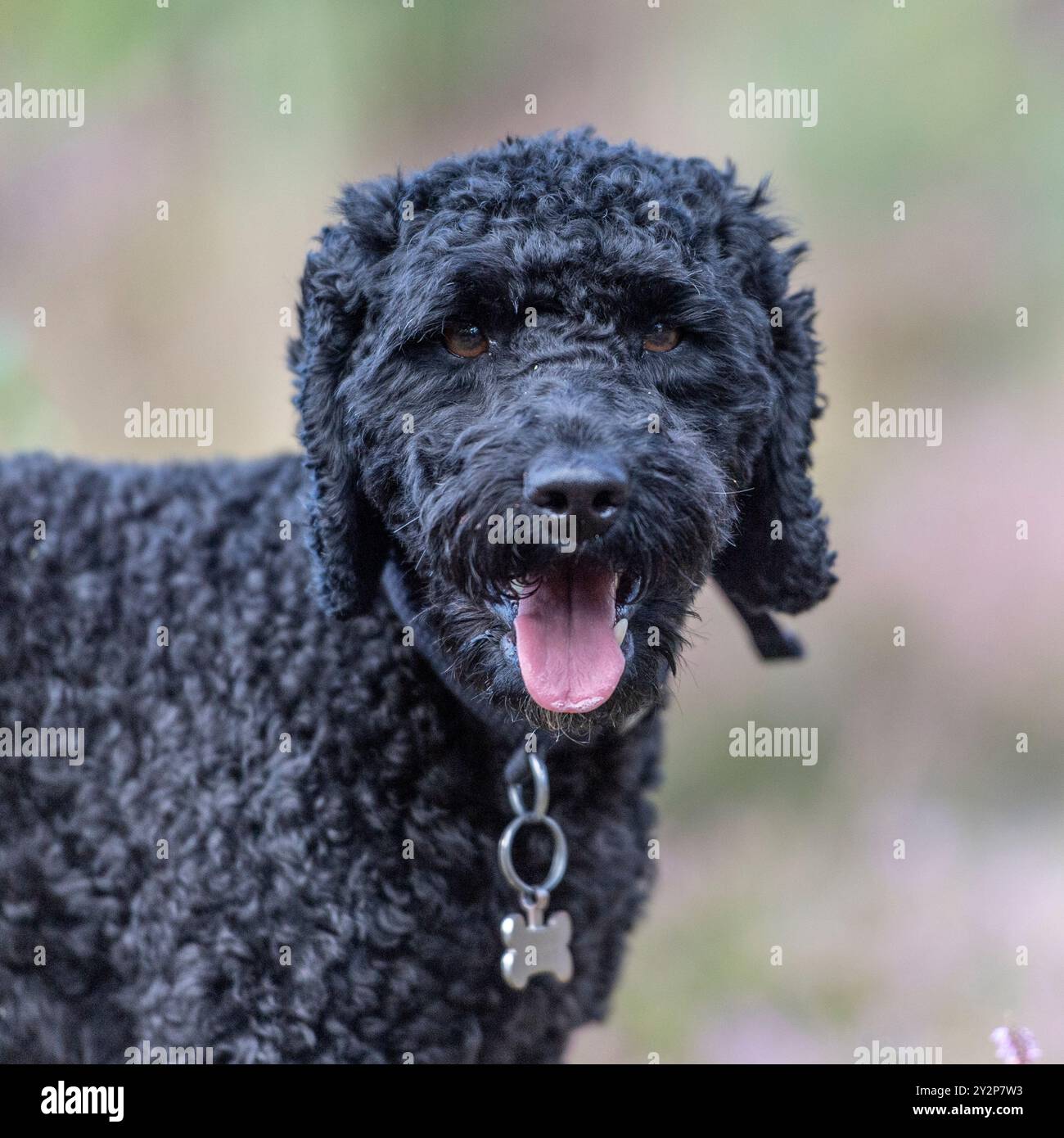 cockapoo dog UK Stock Photo