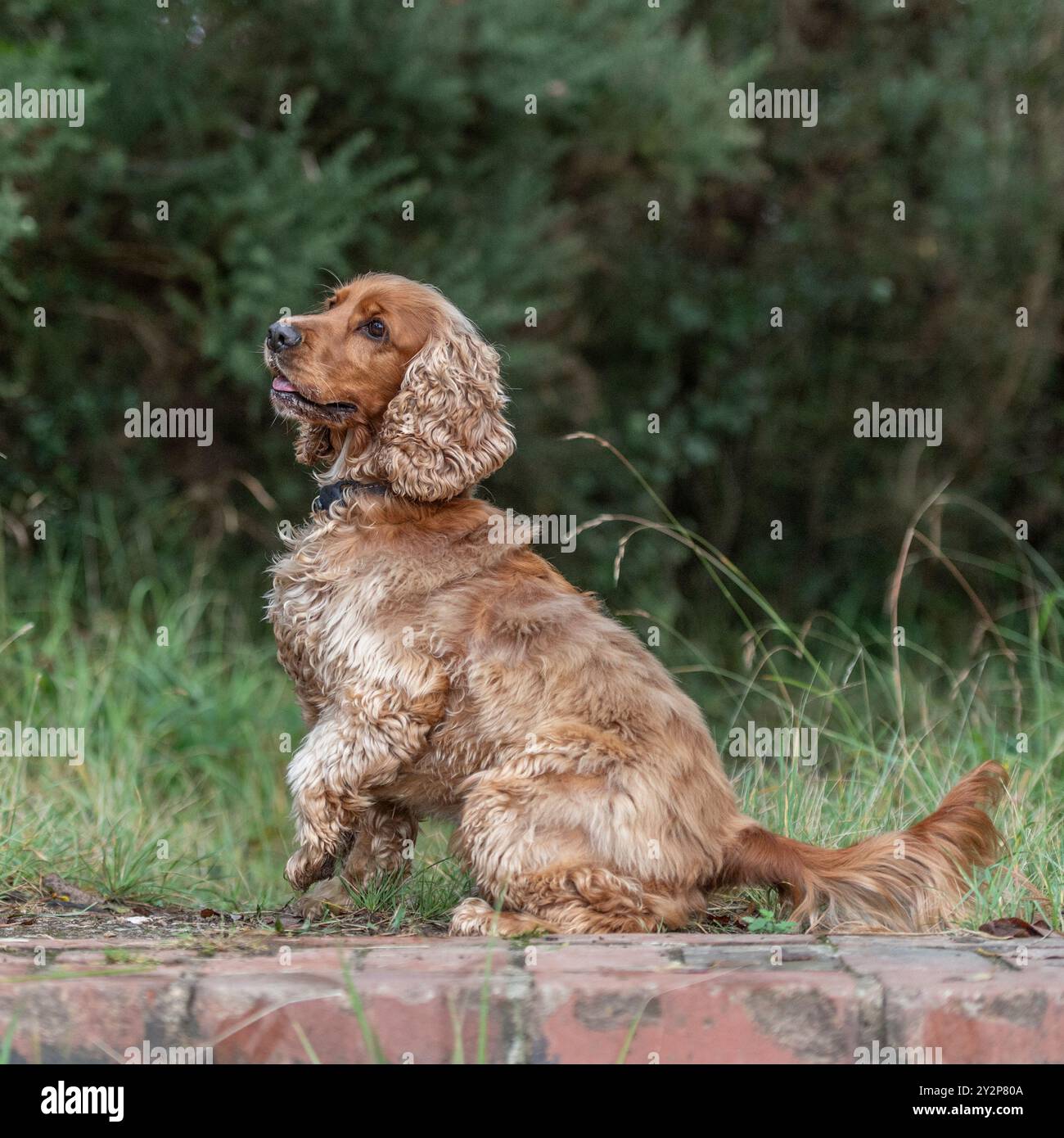English cocker spaniel sitting, paw up Stock Photo