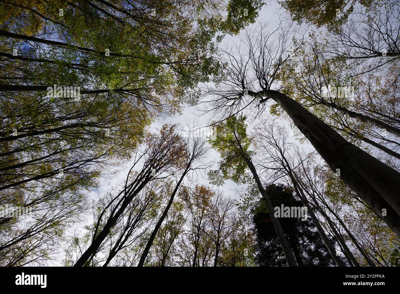 Tall trees seen from the ground Stock Photo