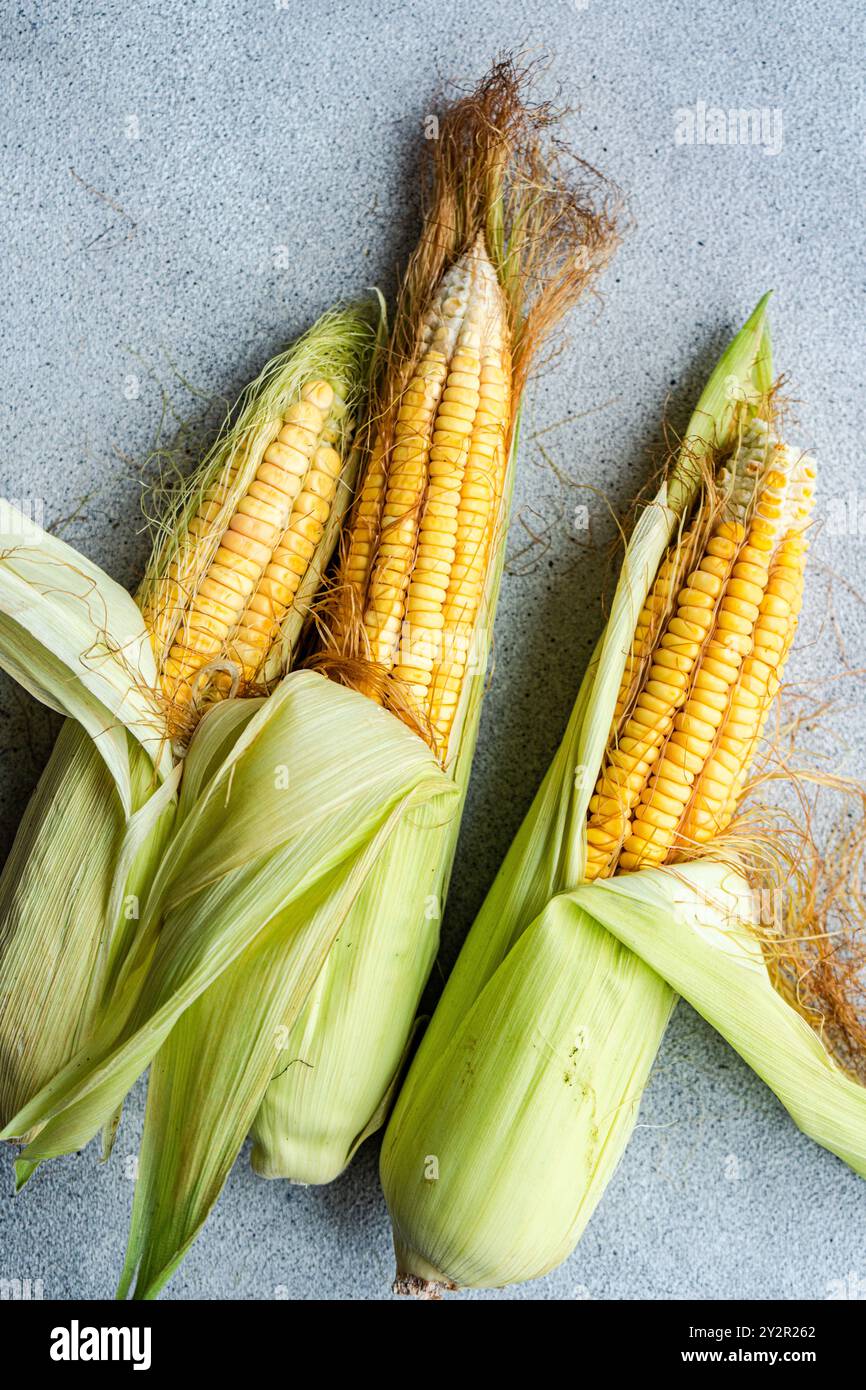 Three fresh corn cobs with partially peeled husks placed on a rustic surface The vibrant yellow kernels and green husks highlight the natural freshnes Stock Photo