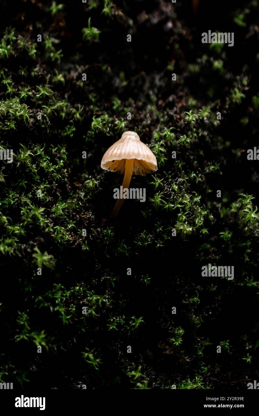 A single delicate mushroom emerges from lush moss in the shaded forests of La Marquesa, a popular national park near Toluca, Mexico, known for its ric Stock Photo