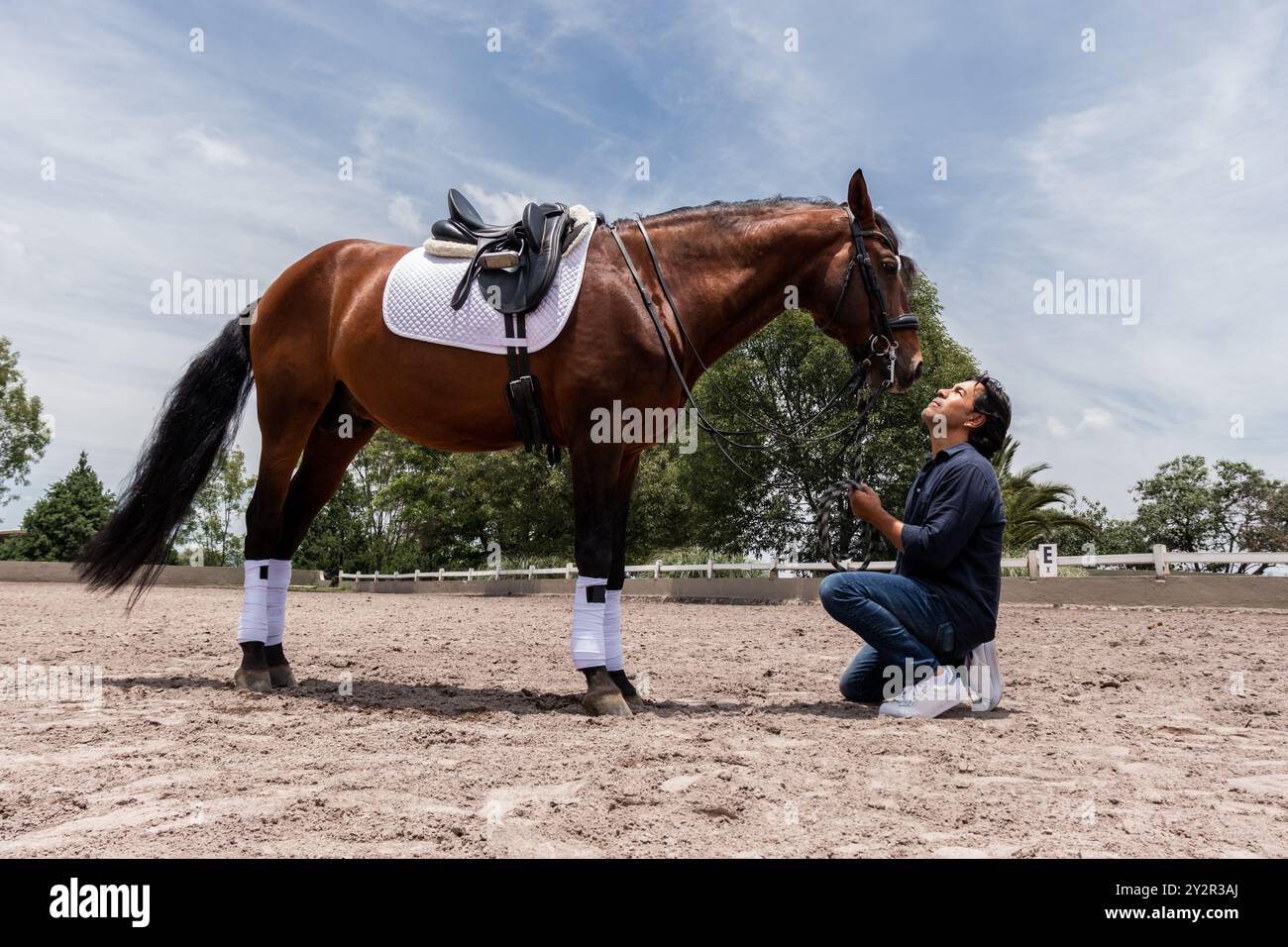 A groom lovingly cares for his brown horse at an equestrian center, looking up at the majestic animal under a clear sky Stock Photo