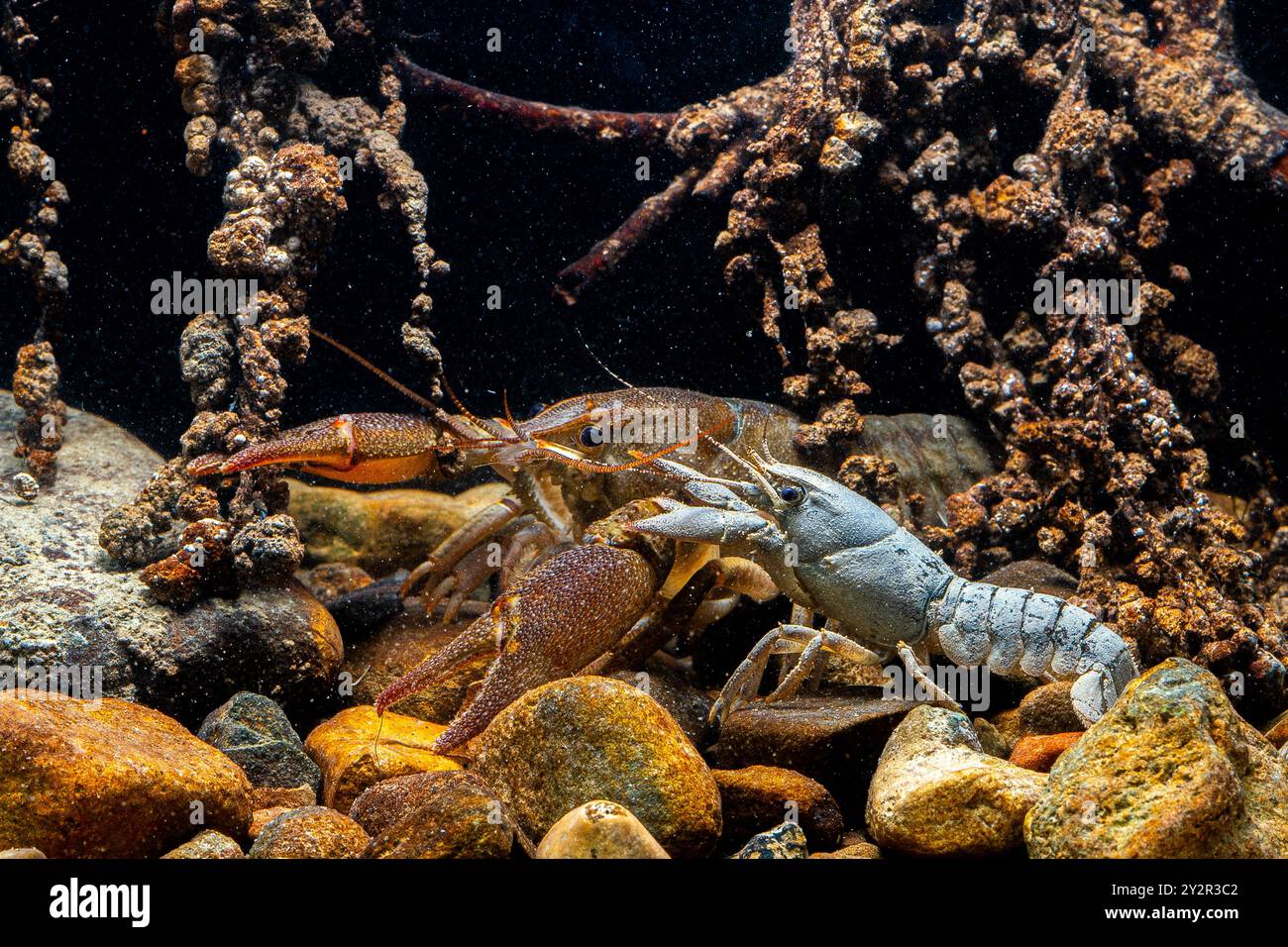 Rocky riverbeds hi-res stock photography and images - Alamy