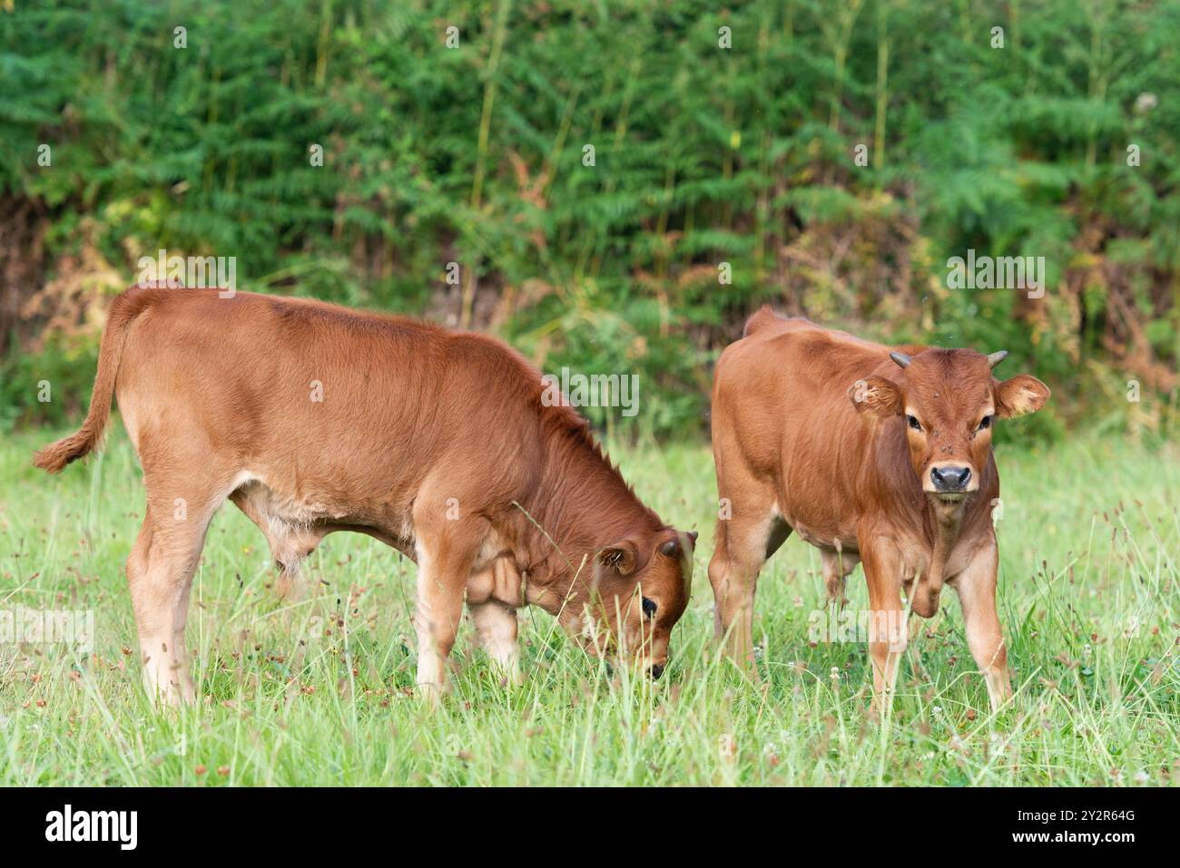 Two young Cachena cows graze peacefully in a lush pasture with a natural backdrop, showcasing the breed's characteristic small size and reddish-brown Stock Photo